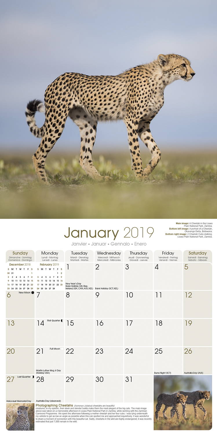 African Wildlife Calendar, Animal Calendars MegaCalendars