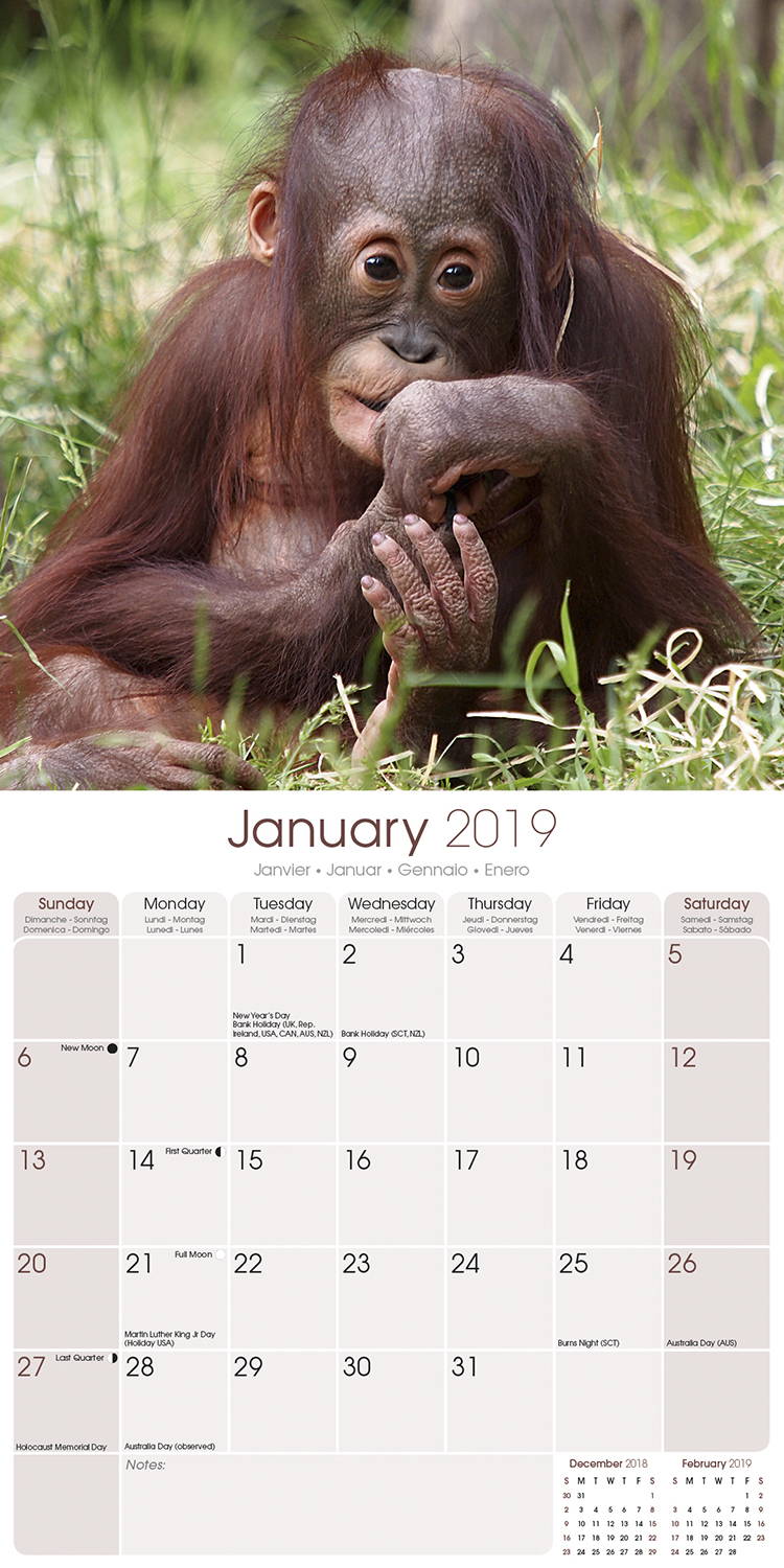 Apes Calendar, Animal Calendars MegaCalendars