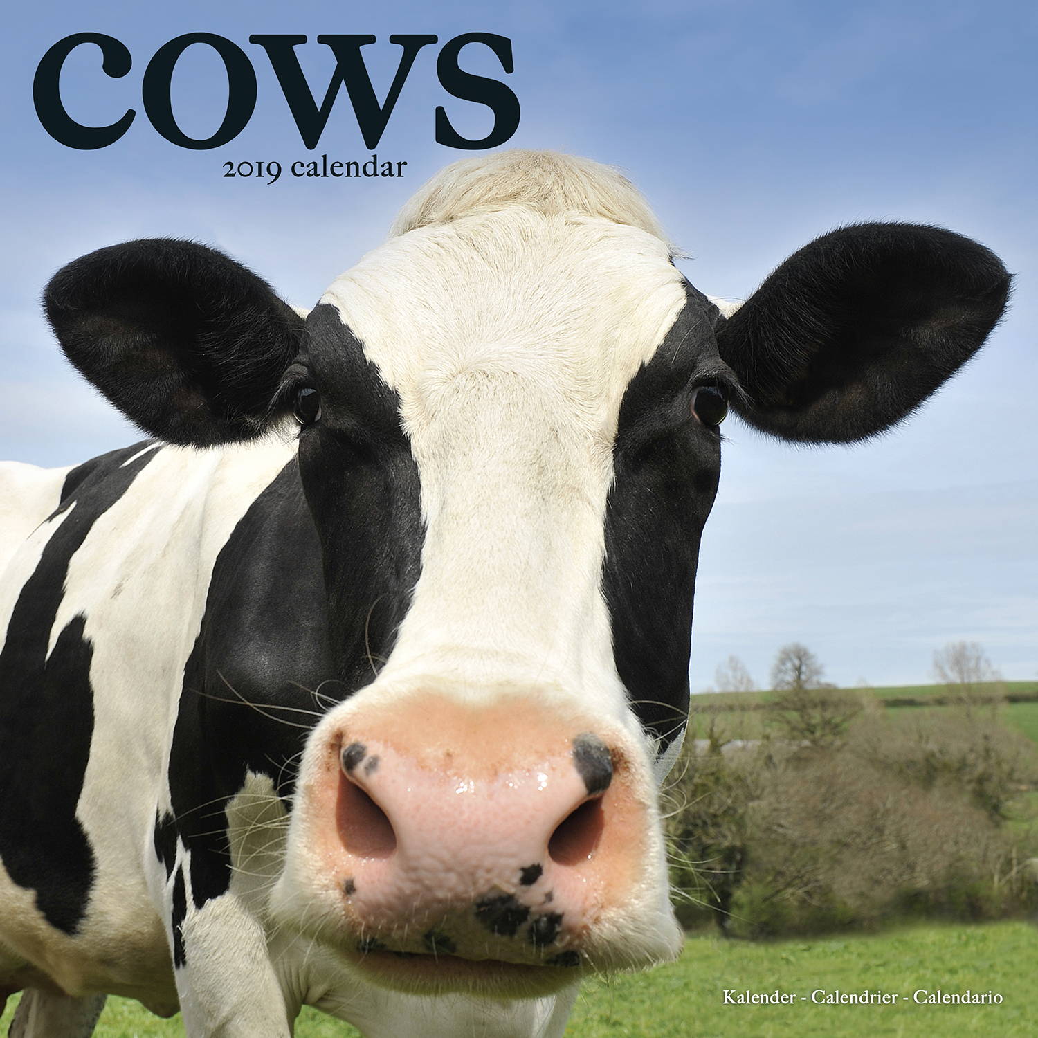 Cows Calendar, Animal Calendars MegaCalendars