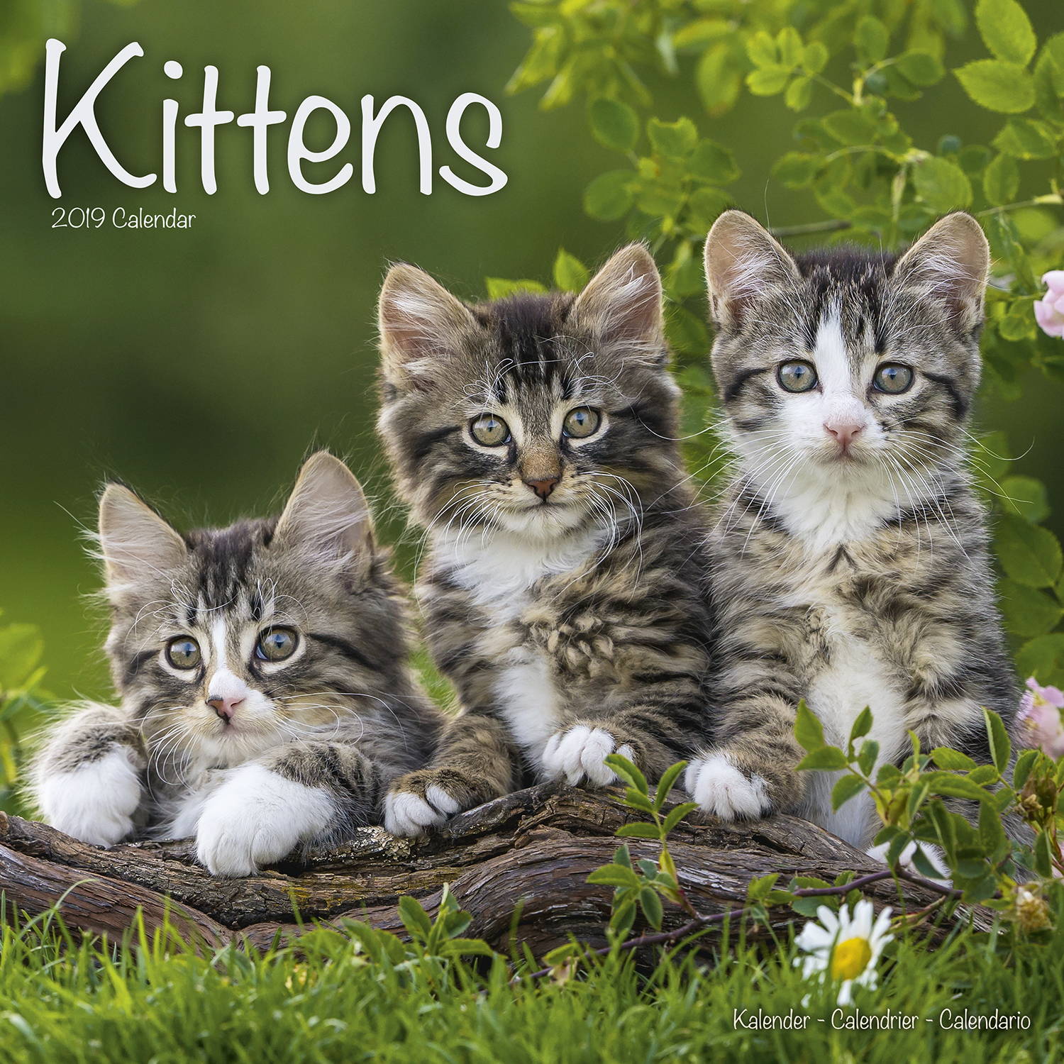 Kittens Calendar Cat Calendars MegaCalendars
