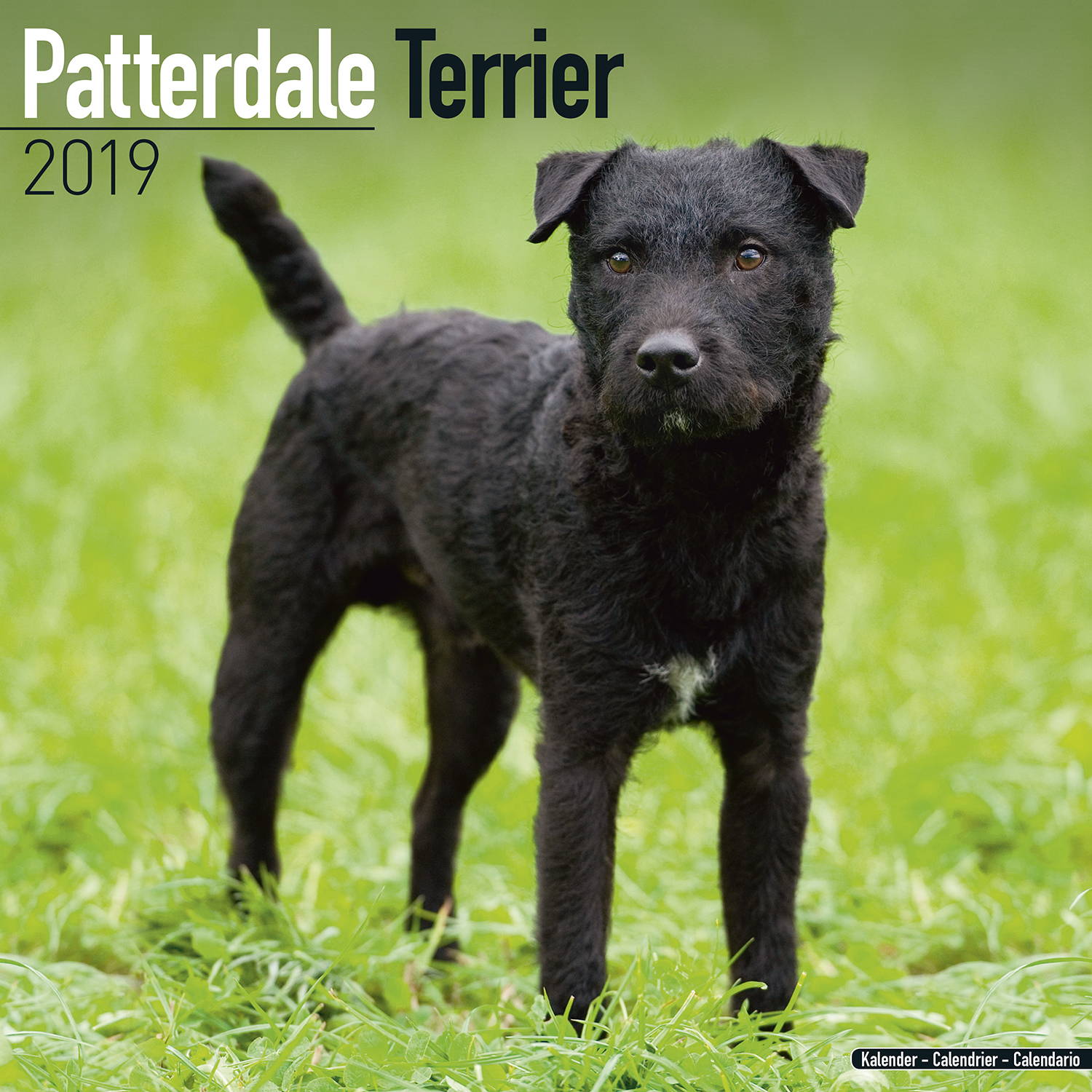 Patterdale Terrier Calendar, Dog Breed Calendars | MegaCalendars