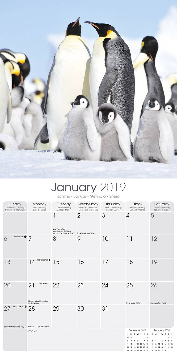 Penguins Calendar, Animal Calendars MegaCalendars