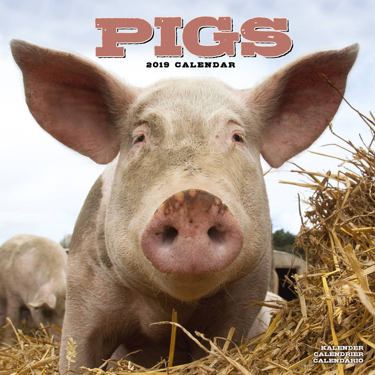 pigs-calendar-animal-calendars-megacalendars