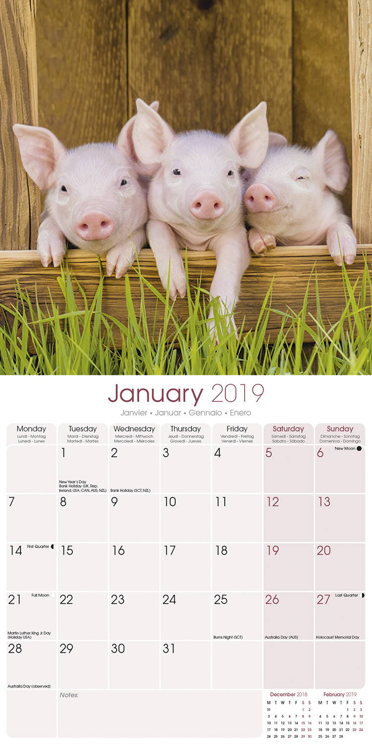 Pigs Calendar, Animal Calendars MegaCalendars