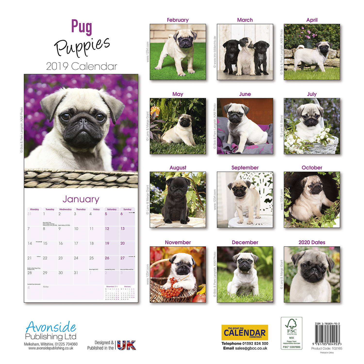 Pug Puppies Calendar Dog Breed Calendars MegaCalendars