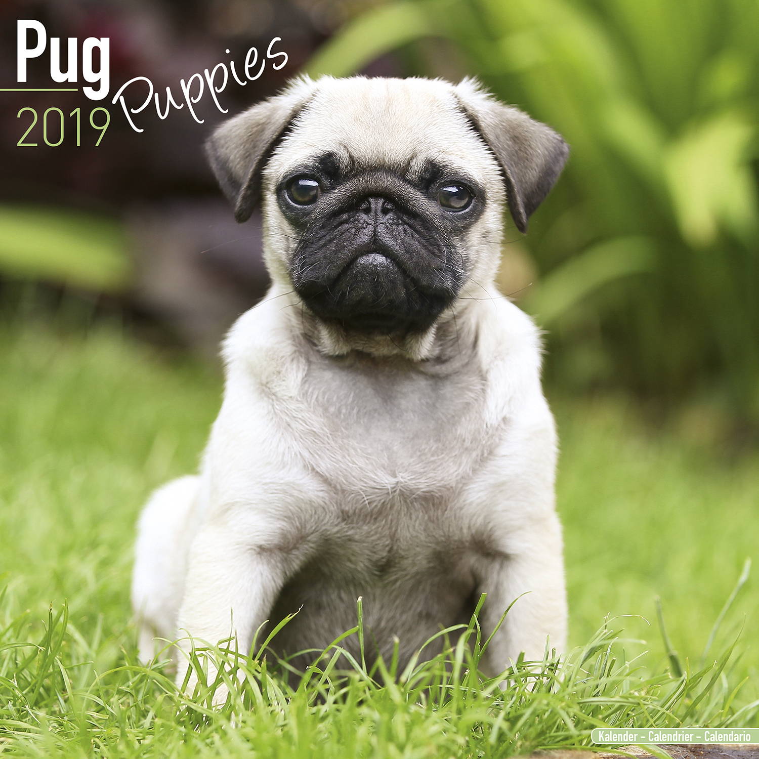 Pug Puppies Calendar, Dog Breed Calendars  MegaCalendars