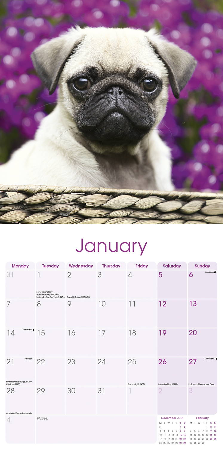 Pug Puppies Calendar, Dog Breed Calendars | MegaCalendars