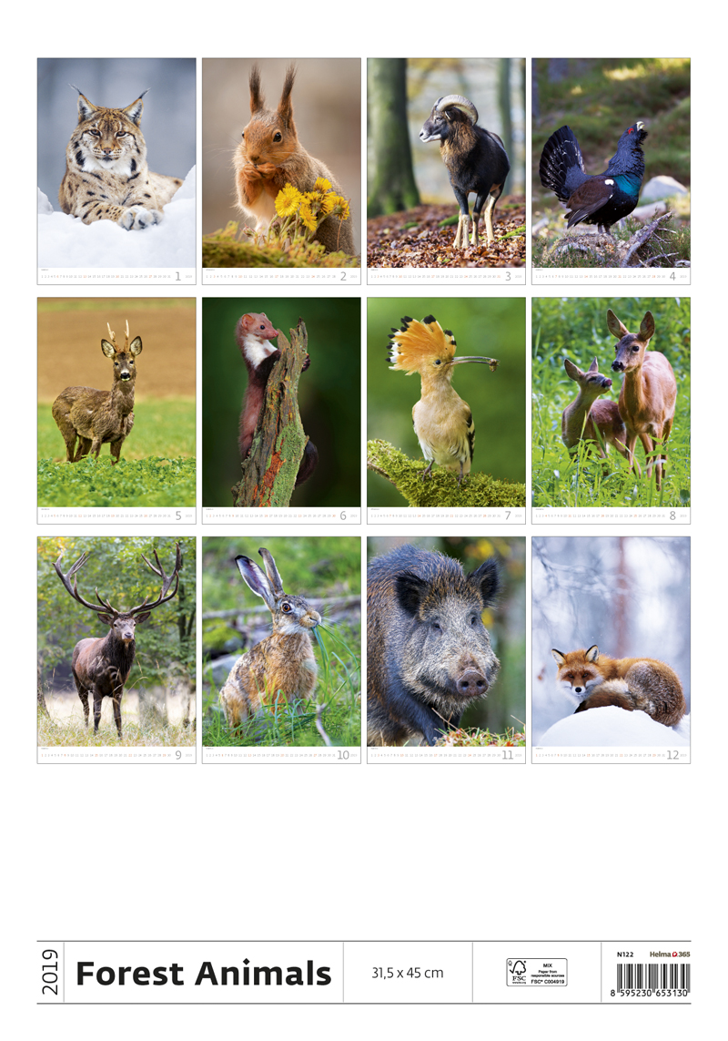 Forest Animals Wall Calendar 2019 | Animal Calendars