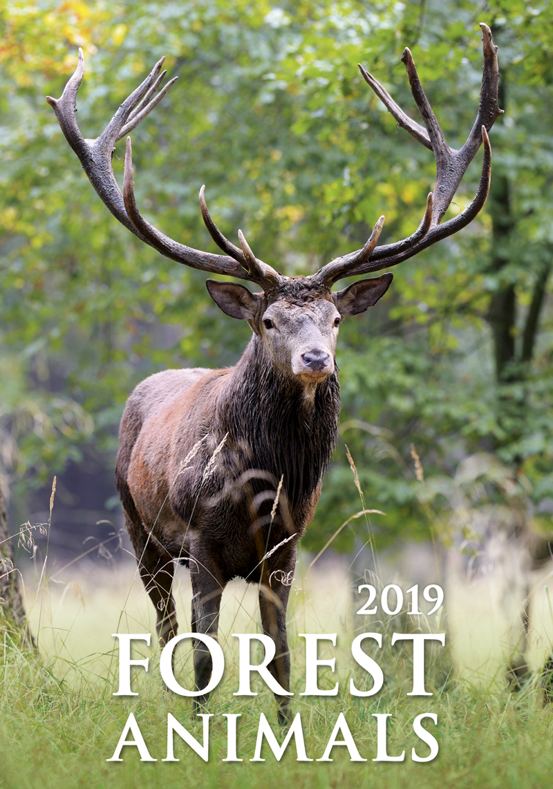 Forest Animals Wall Calendar 2019 | Animal Calendars