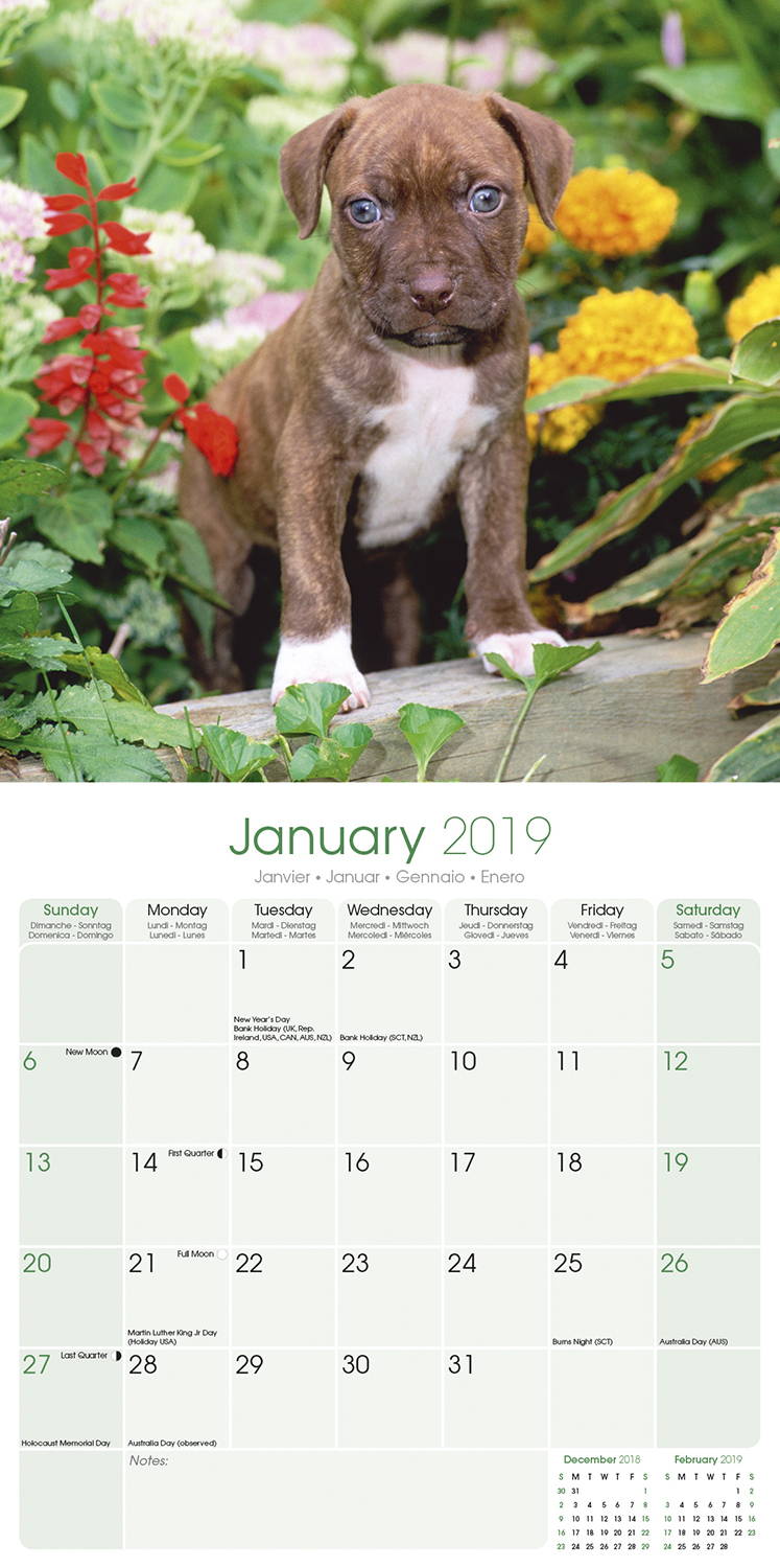 American Pit Bull Terrier Calendar, Dog Breed MegaCalendars