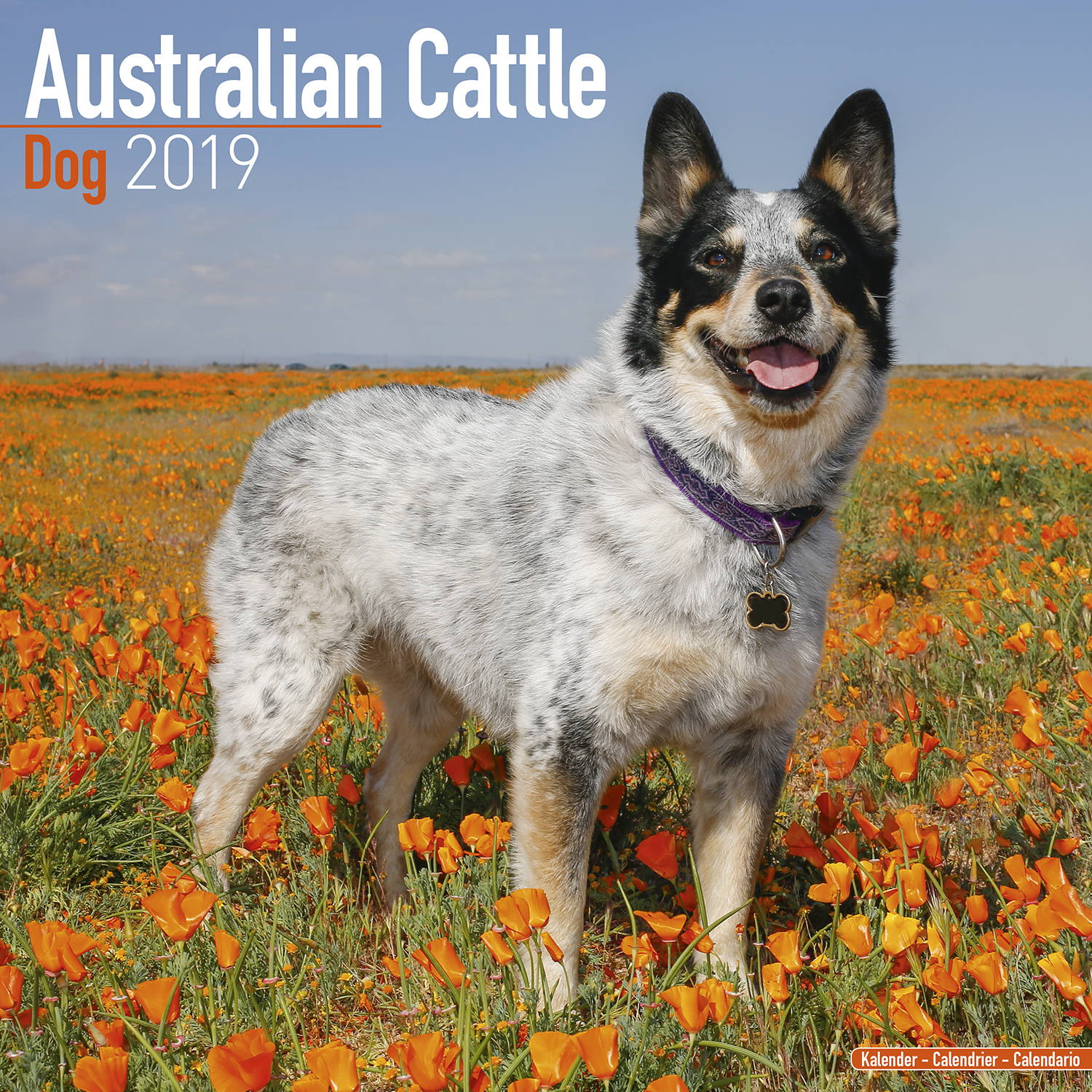 australian-cattle-dog-calendar-dog-breed-pet-prints-inc