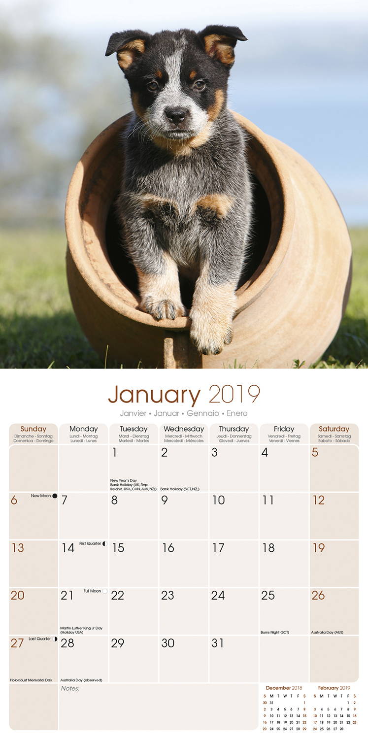 Australian Cattle Dog Calendar, Dog Breed MegaCalendars
