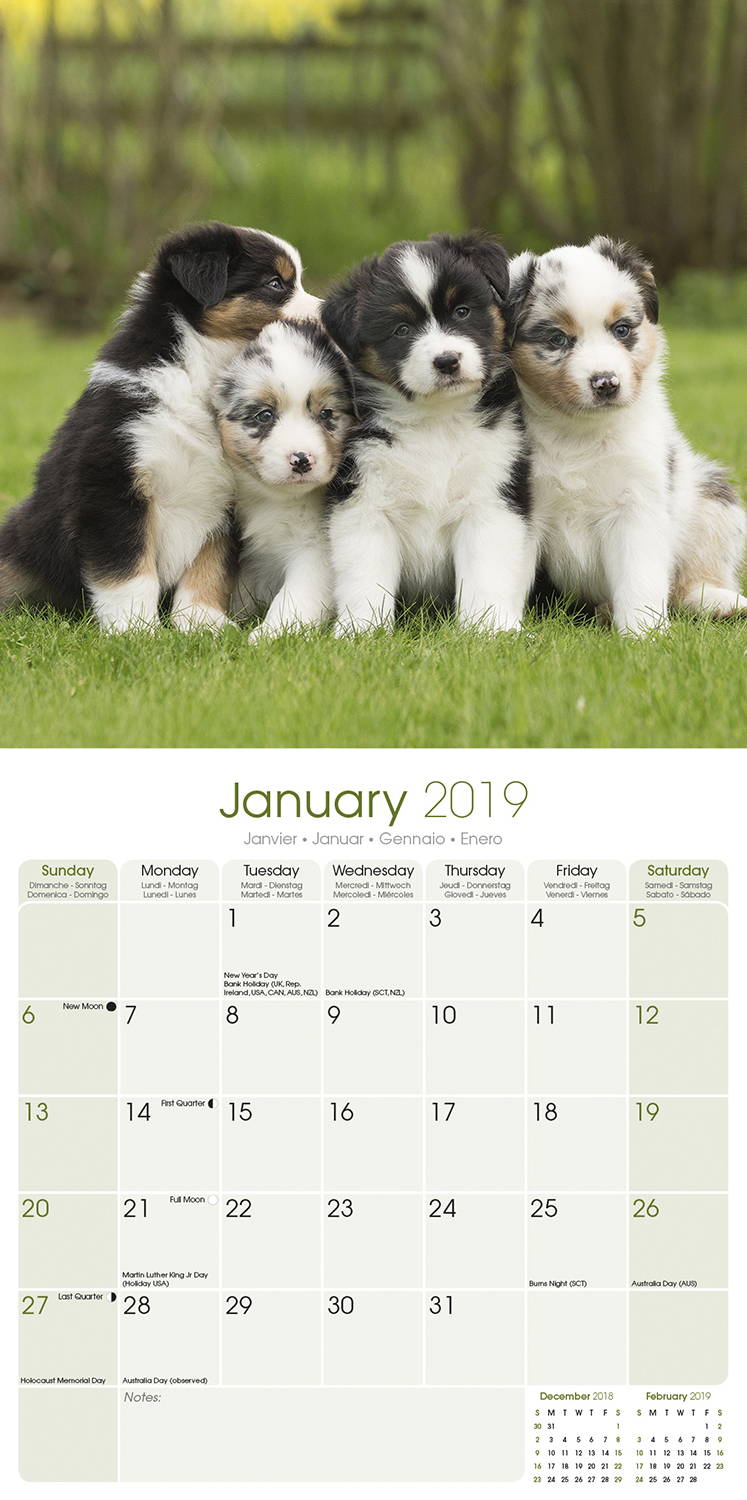 Australian Shepherd Calendar 2019 Pet Prints Inc Australian Shepherd Calendar 2019 Pet Prints Inc