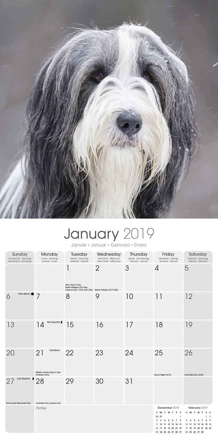 Bearded Collie Calendar, Dog Breed Calendars MegaCalendars