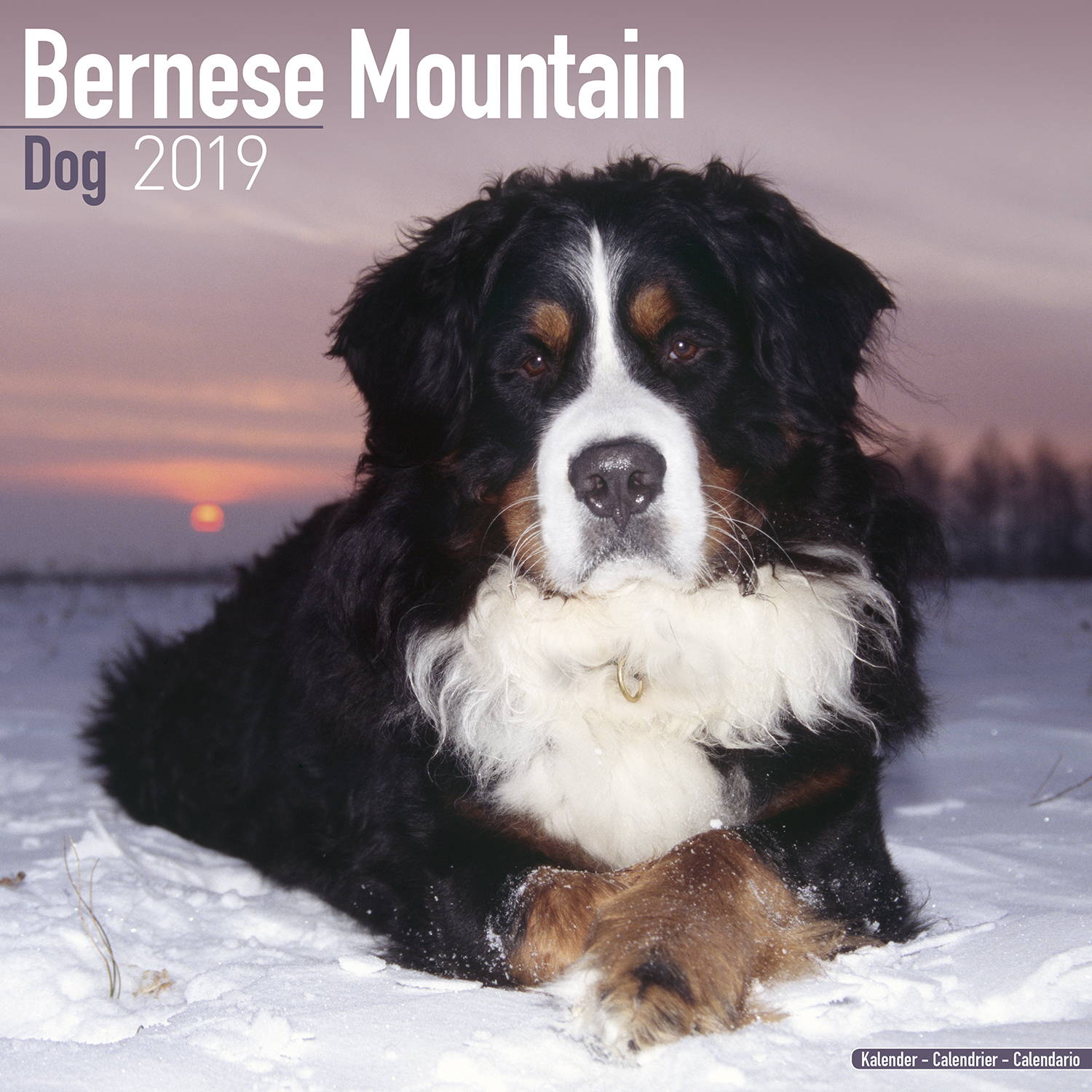 bernese-mountain-dog-calendar-dog-breed-calendars-megacalendars