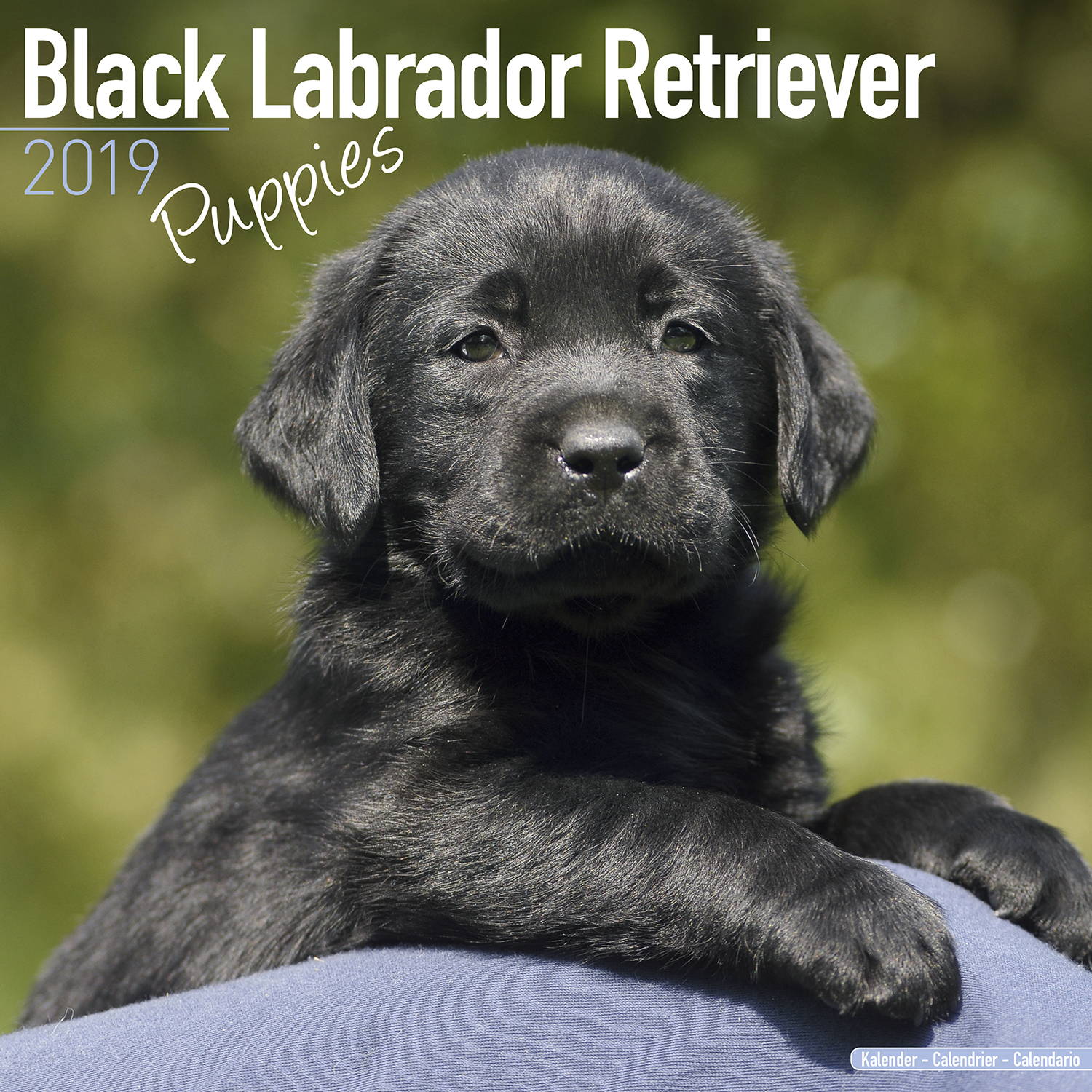 Black Labrador Puppies Calendar, Dog Breed MegaCalendars