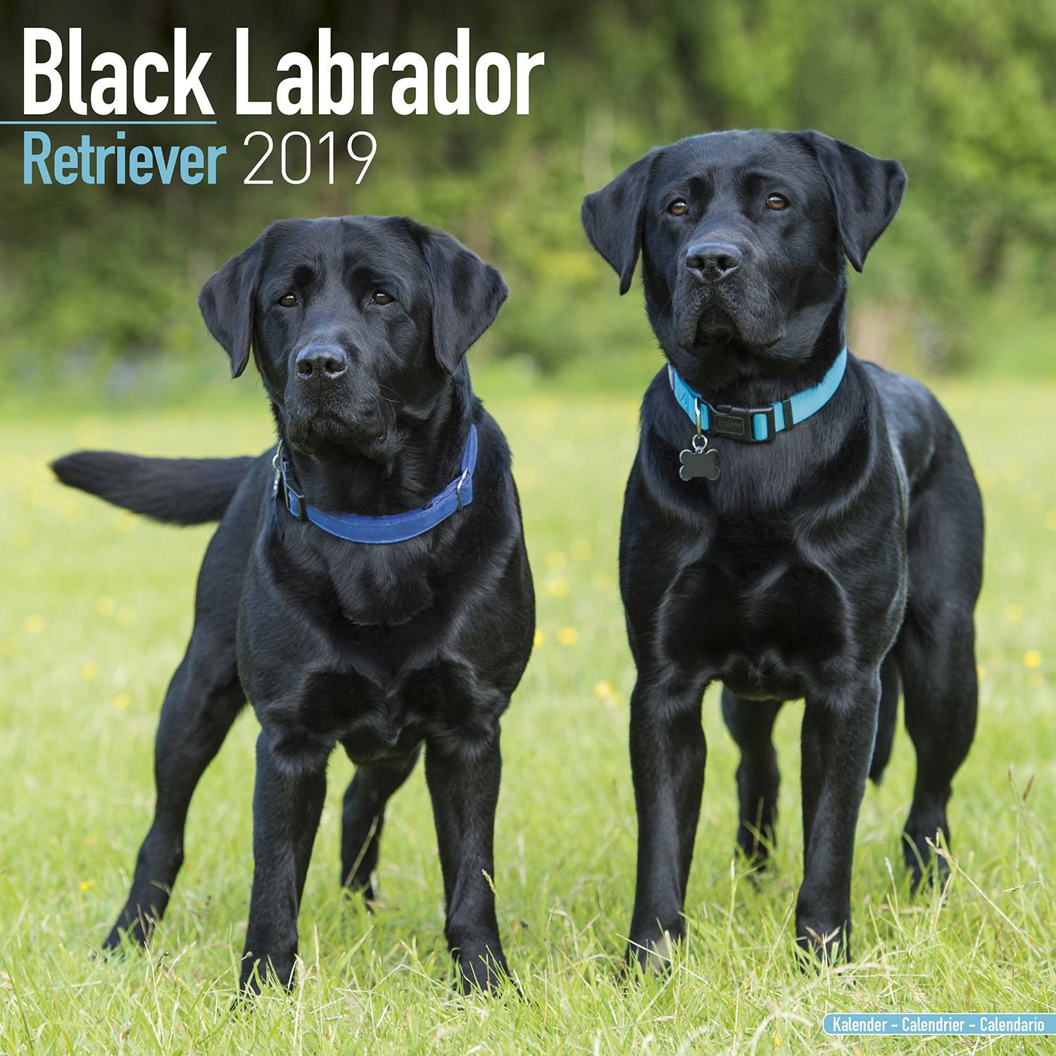  Black Labrador Retriever Calendar Dog Breed MegaCalendars