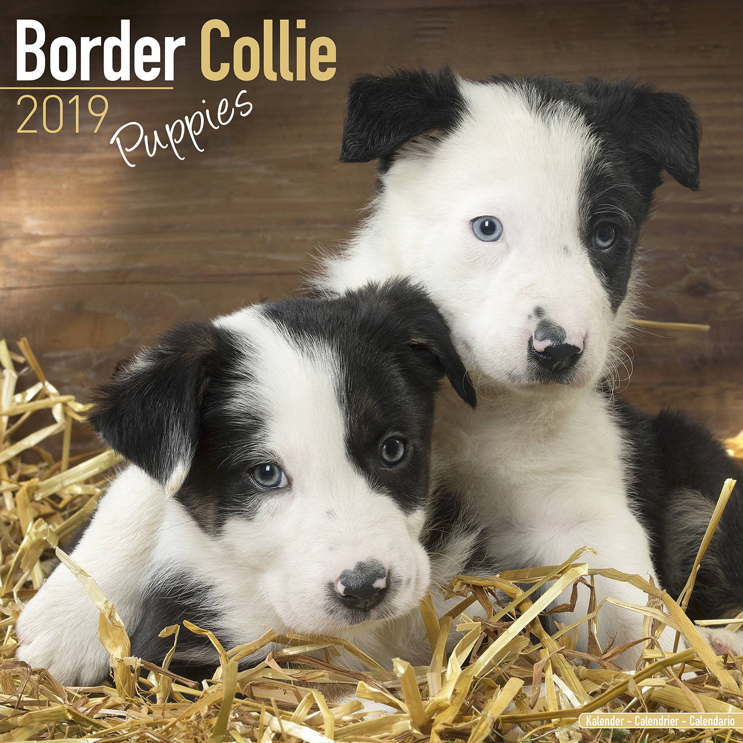 thumbnail image 2 of Border Collie Dog Breed 2026 Wall Calendar – Full Size 12x24 – Made In USA – MegaCalendars 2 of 4