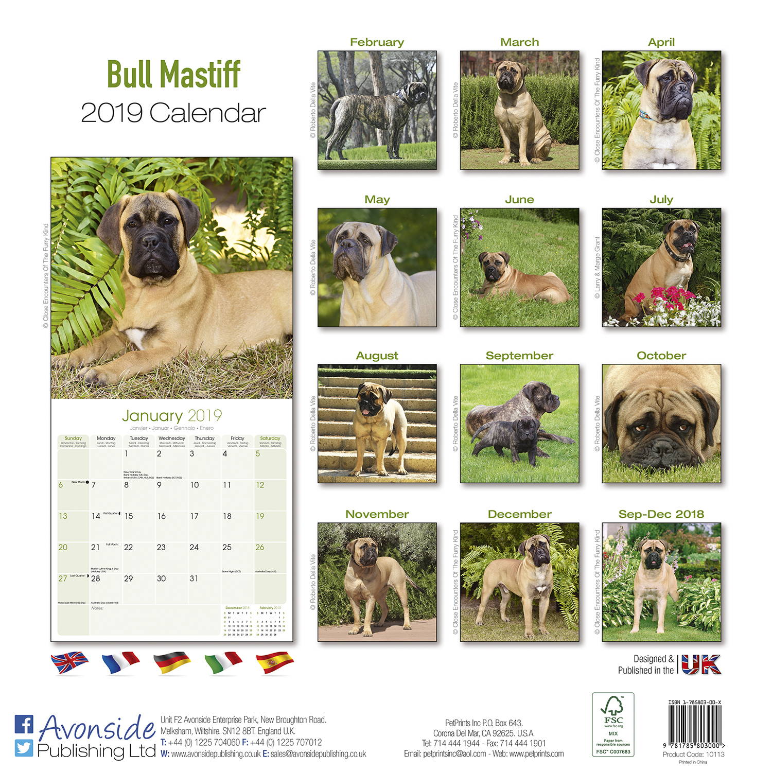 English Mastiff Calendar 2024 Calendar 2024