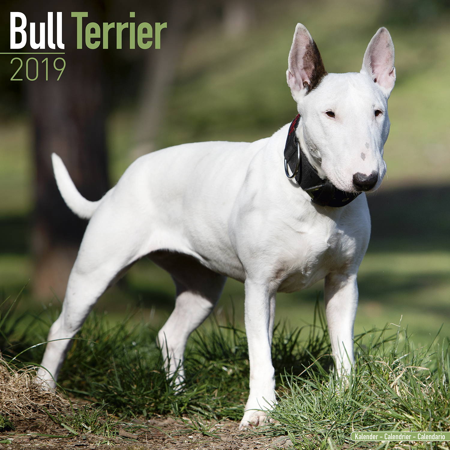 Bull Terrier Calendar, Dog Breed Calendars MegaCalendars