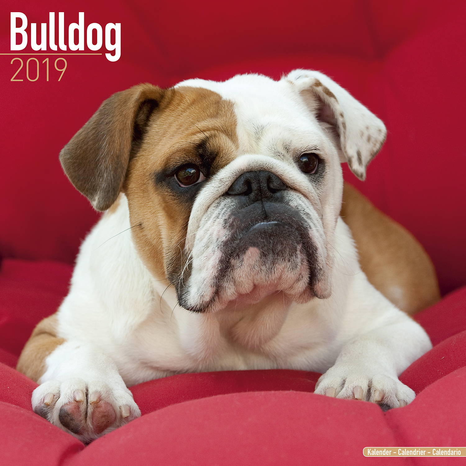 Bulldog Calendar, Dog Breed Calendars MegaCalendars