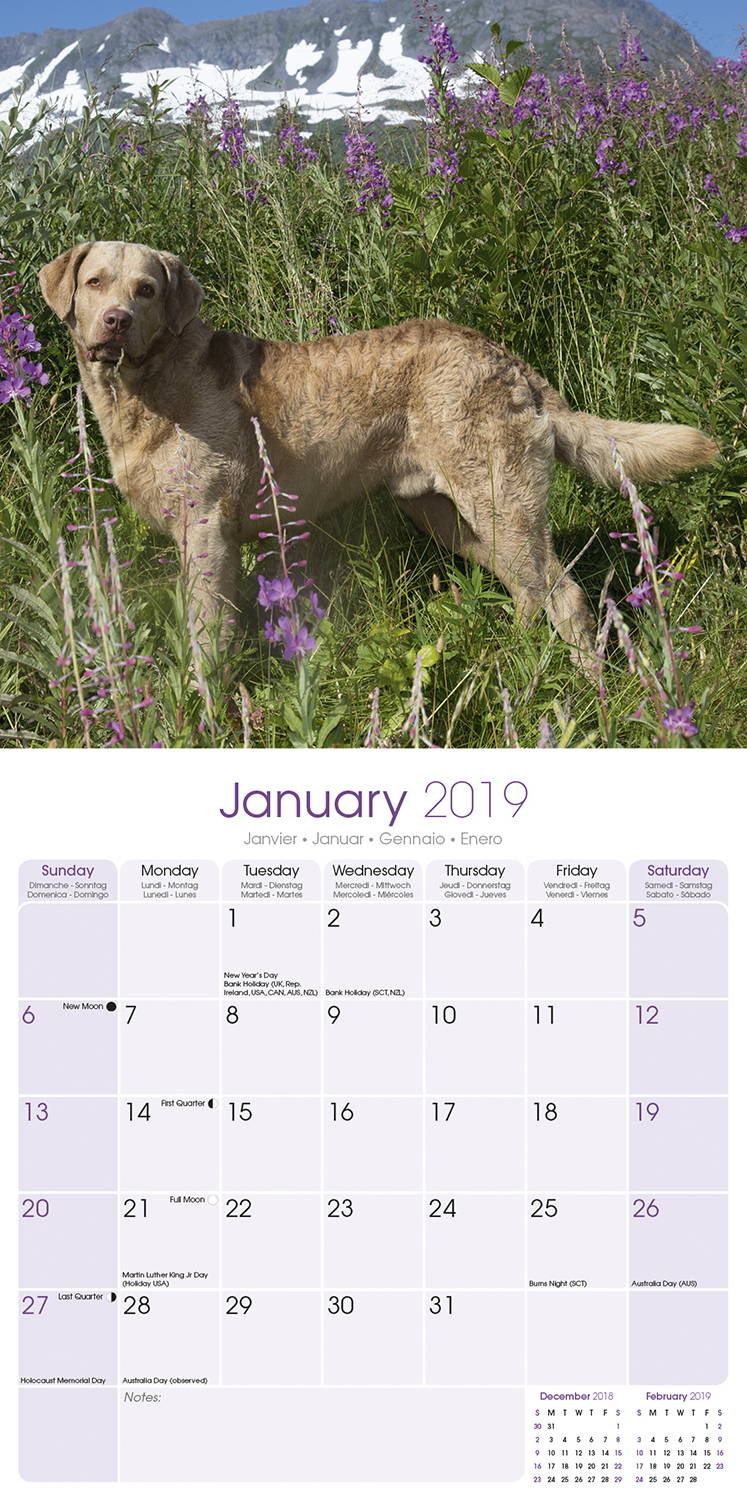 Chesapeake Bay Ret Calendar Dog Breed Calendars MegaCalendars