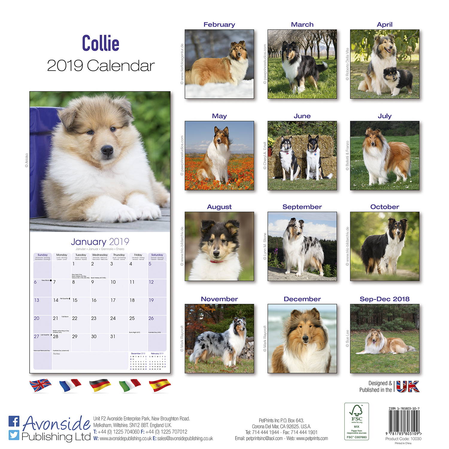 Collie Calendar, Dog Breed Calendars MegaCalendars