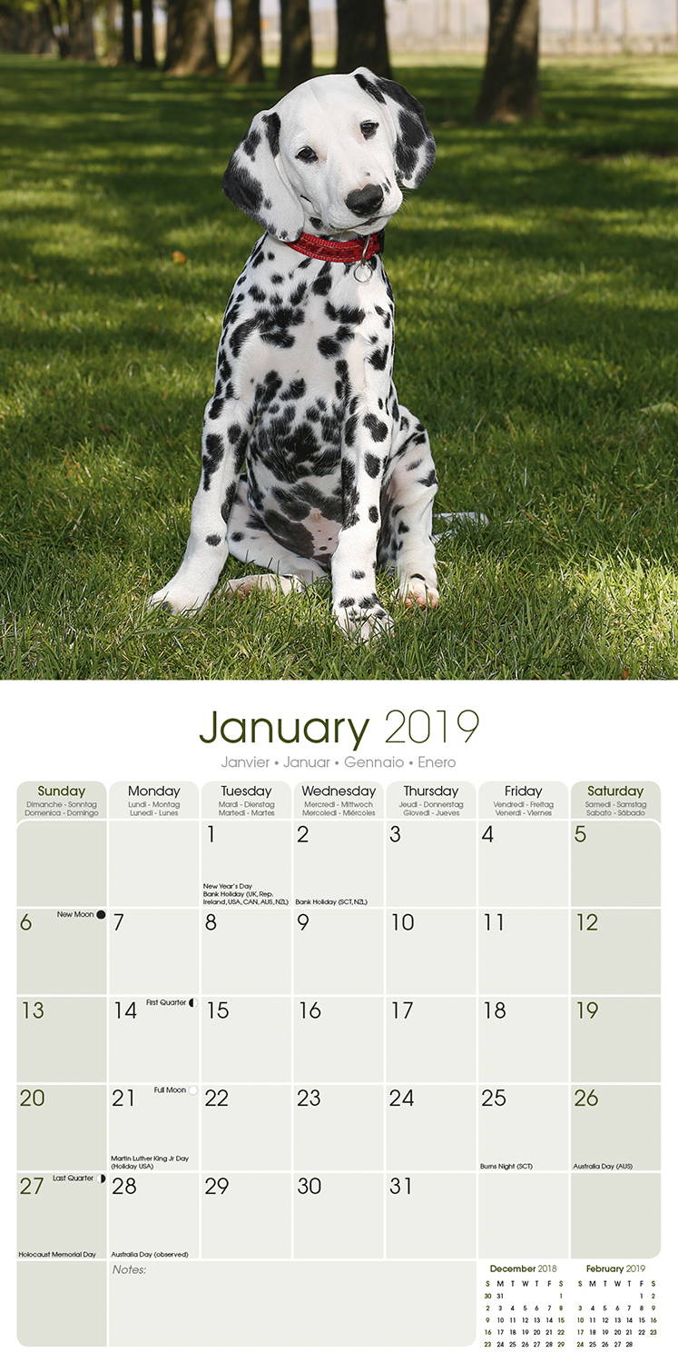 Dalmatian Puppies Calendar, Dog Breed Calendars MegaCalendars
