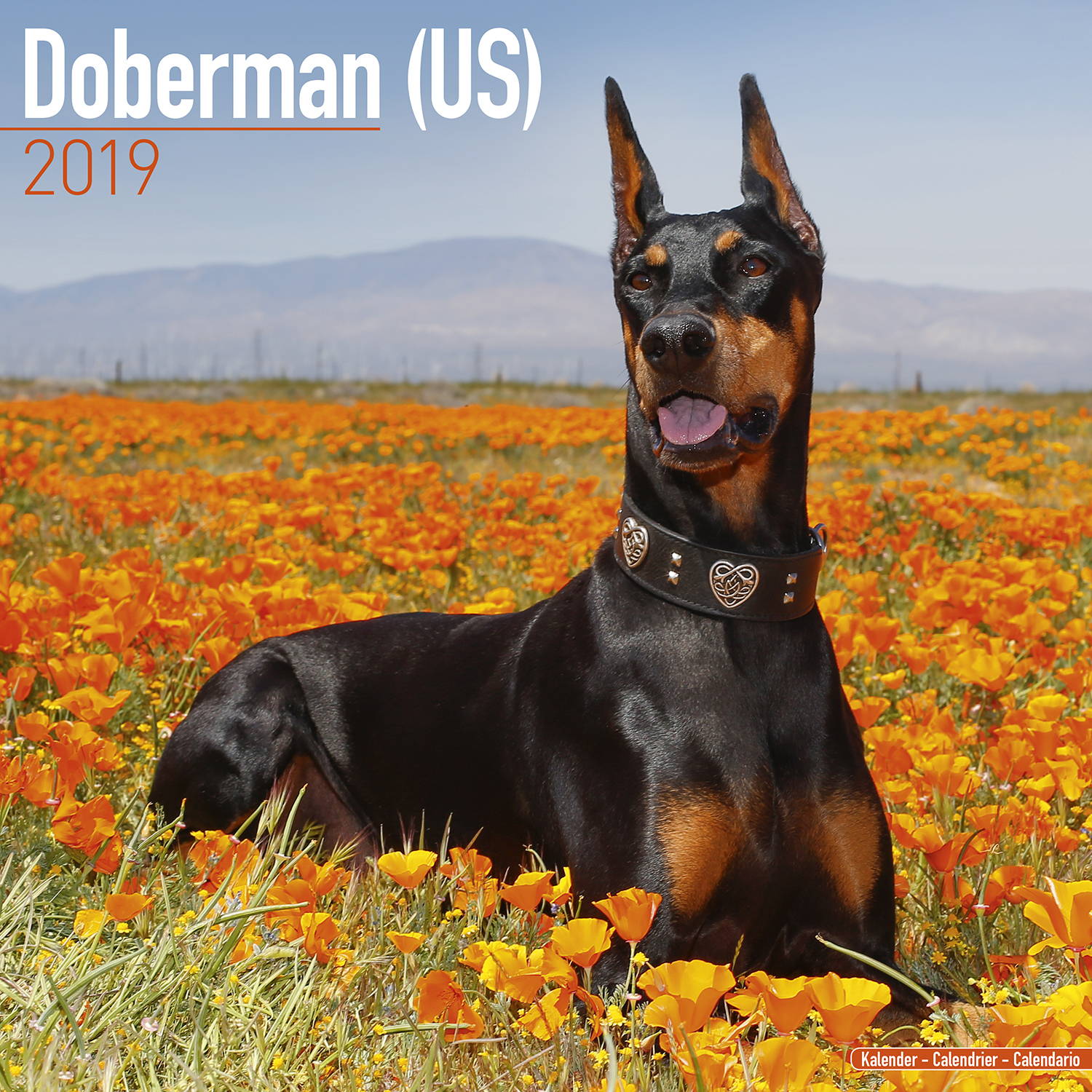 Doberman (Us) Calendar, Dog Breed Calendars | MegaCalendars