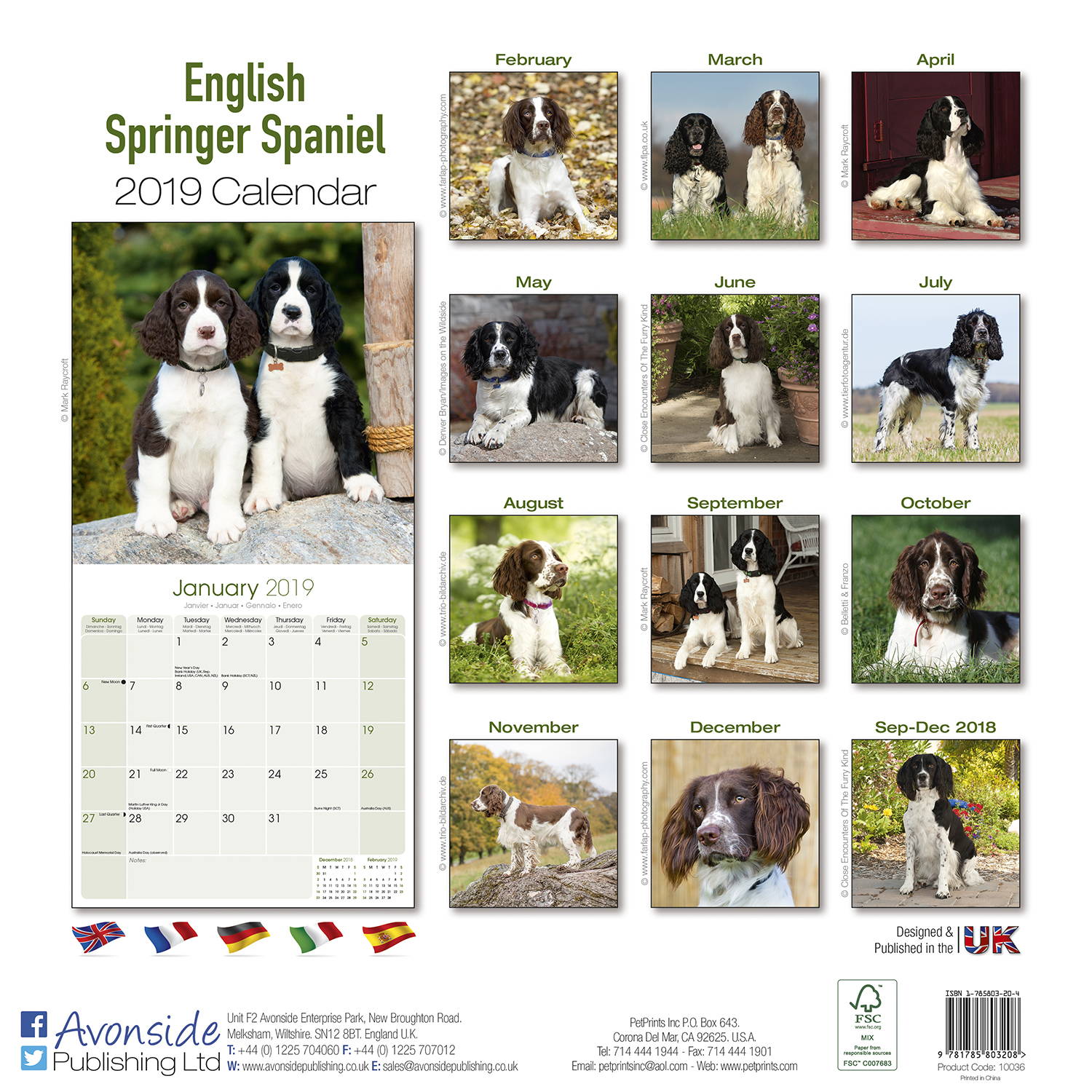 Eng Springer Spaniel (Euro) Calendar, Dog Breed | MegaCalendars