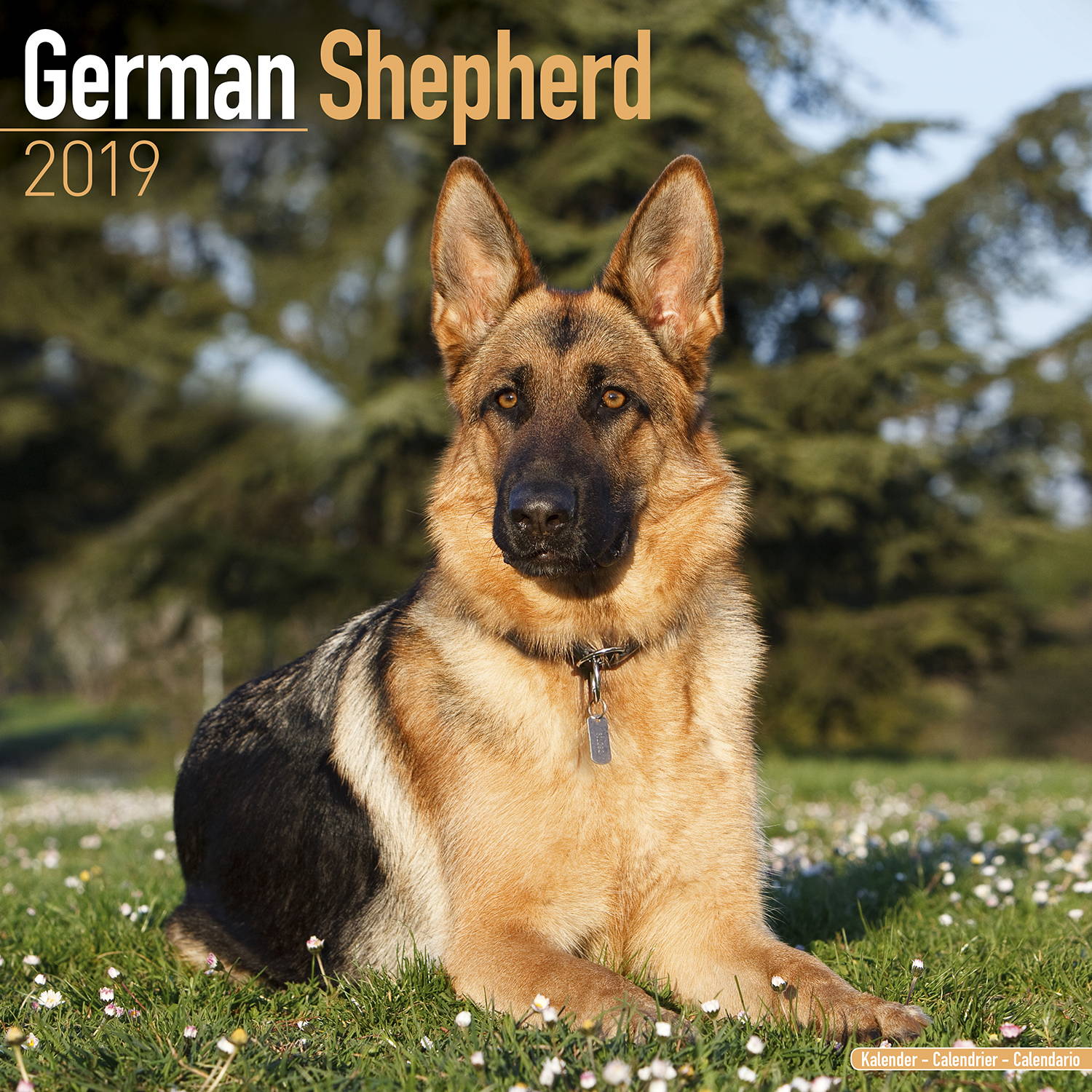 Beautiful German Shepherd 2025 Calendar Contest Bride Regine