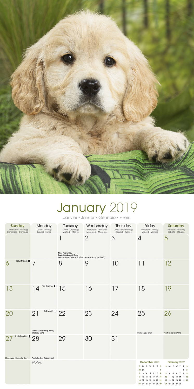 Golden Retriever Puppies Calendar, Dog Breed MegaCalendars