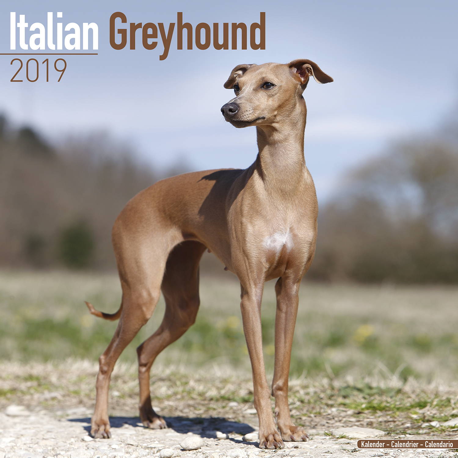 Italian Greyhound Calendar 2019 | Pet Prints Inc.
