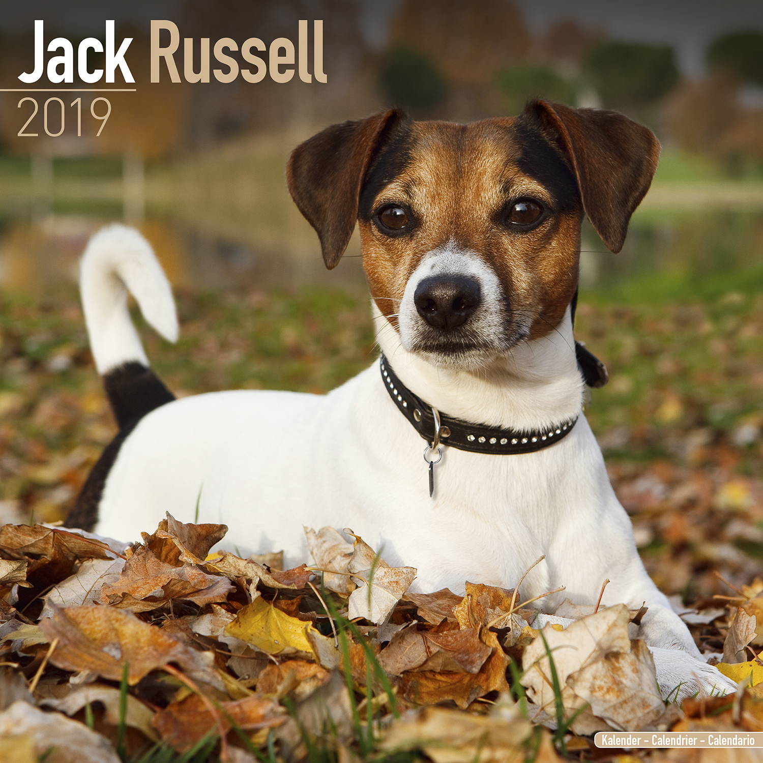 Jack Russell Calendar Dog Breed Calendars MegaCalendars Jack Russell Calendar Dog Breed Calendars MegaCalendars