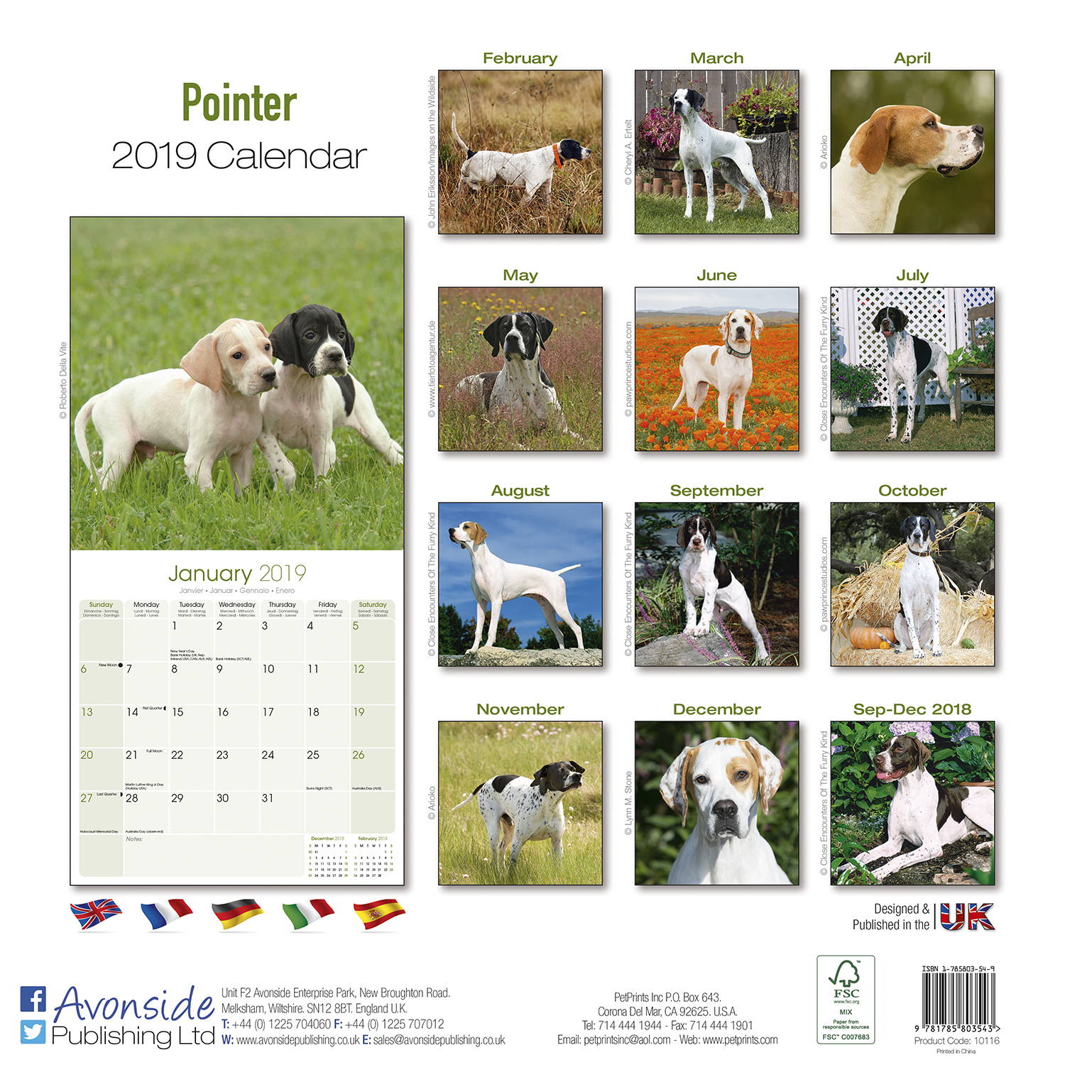Pointer Calendar, Dog Breed Calendars MegaCalendars