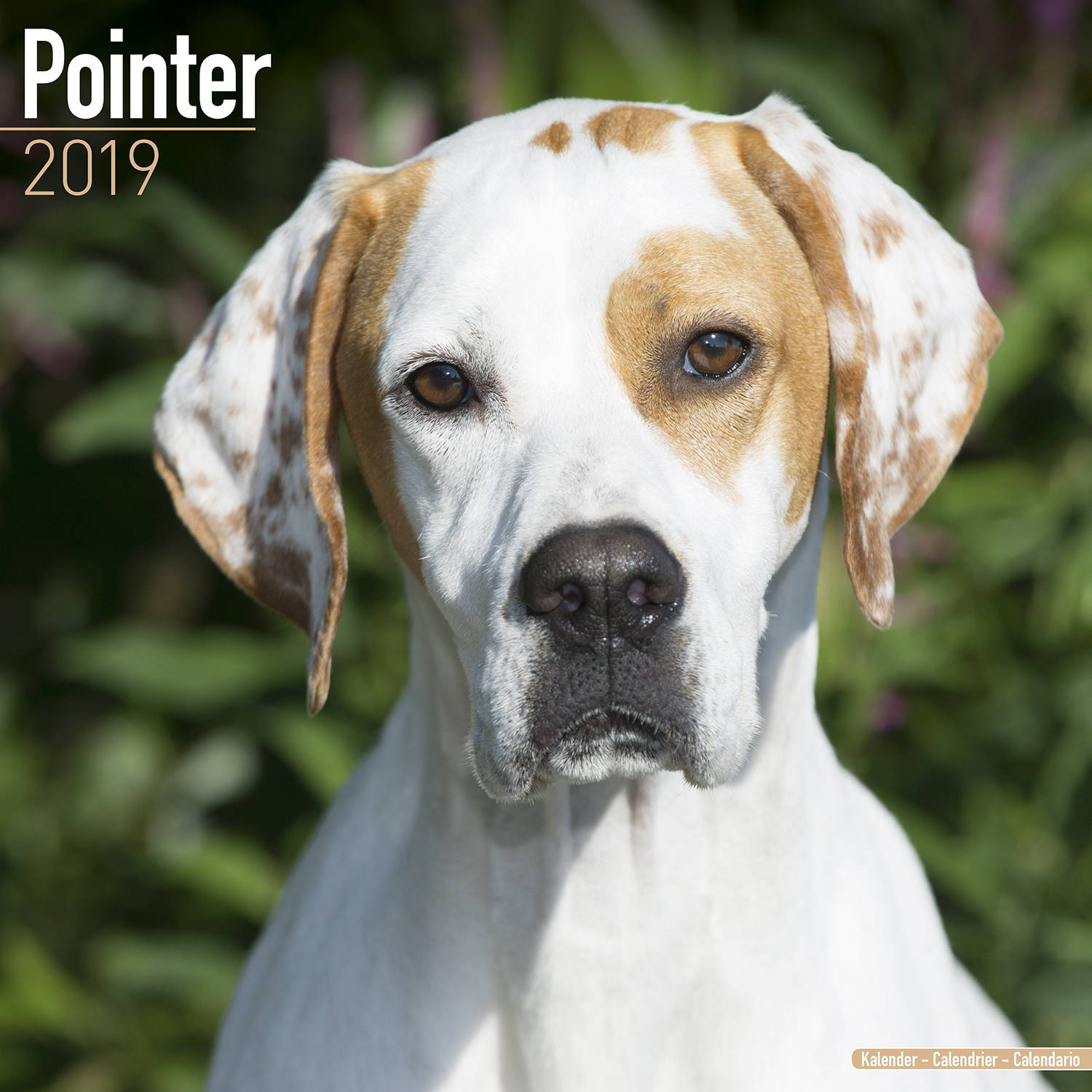 Pointer Calendar, Dog Breed Calendars MegaCalendars