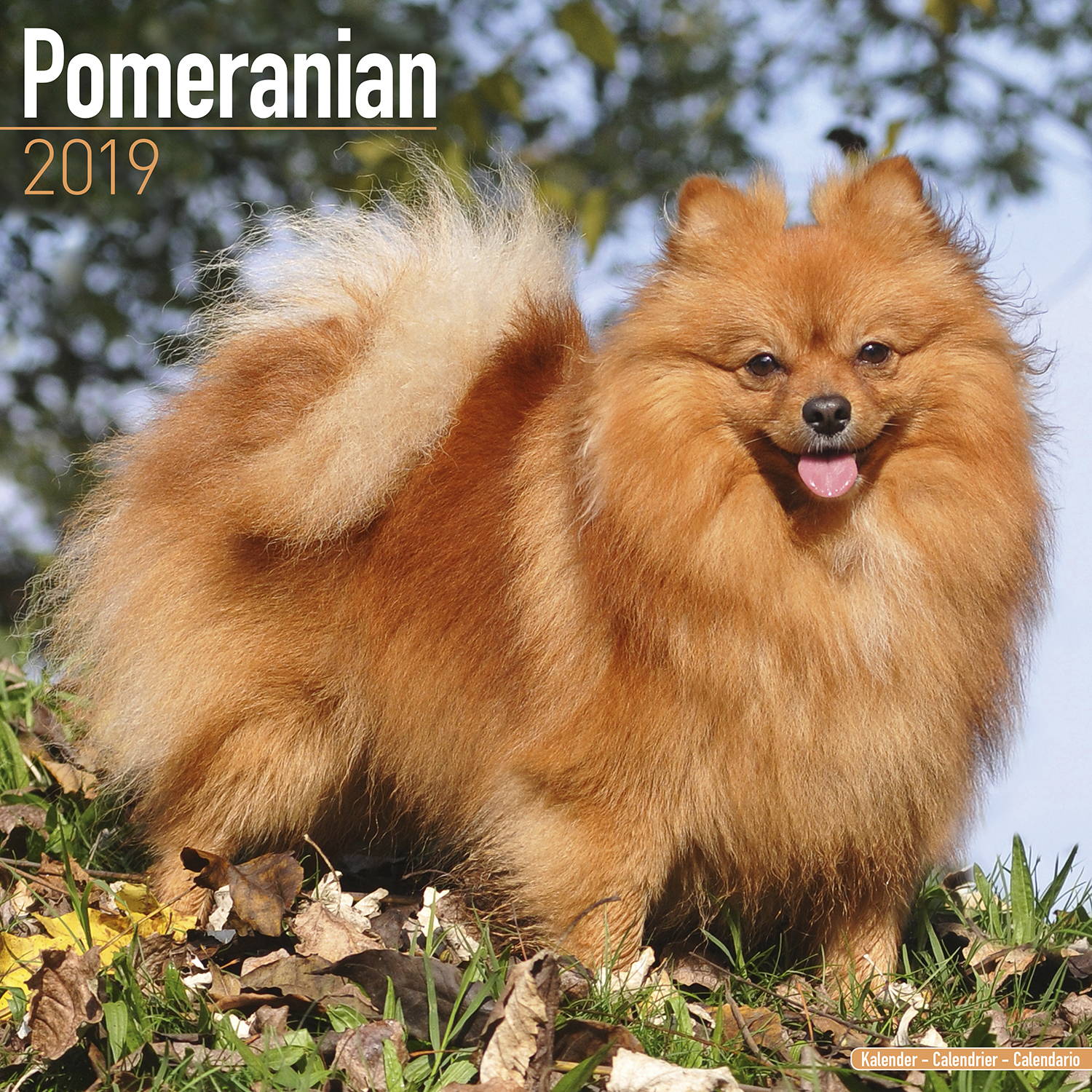 Pomeranian Calendar, Dog Breed Calendars MegaCalendars