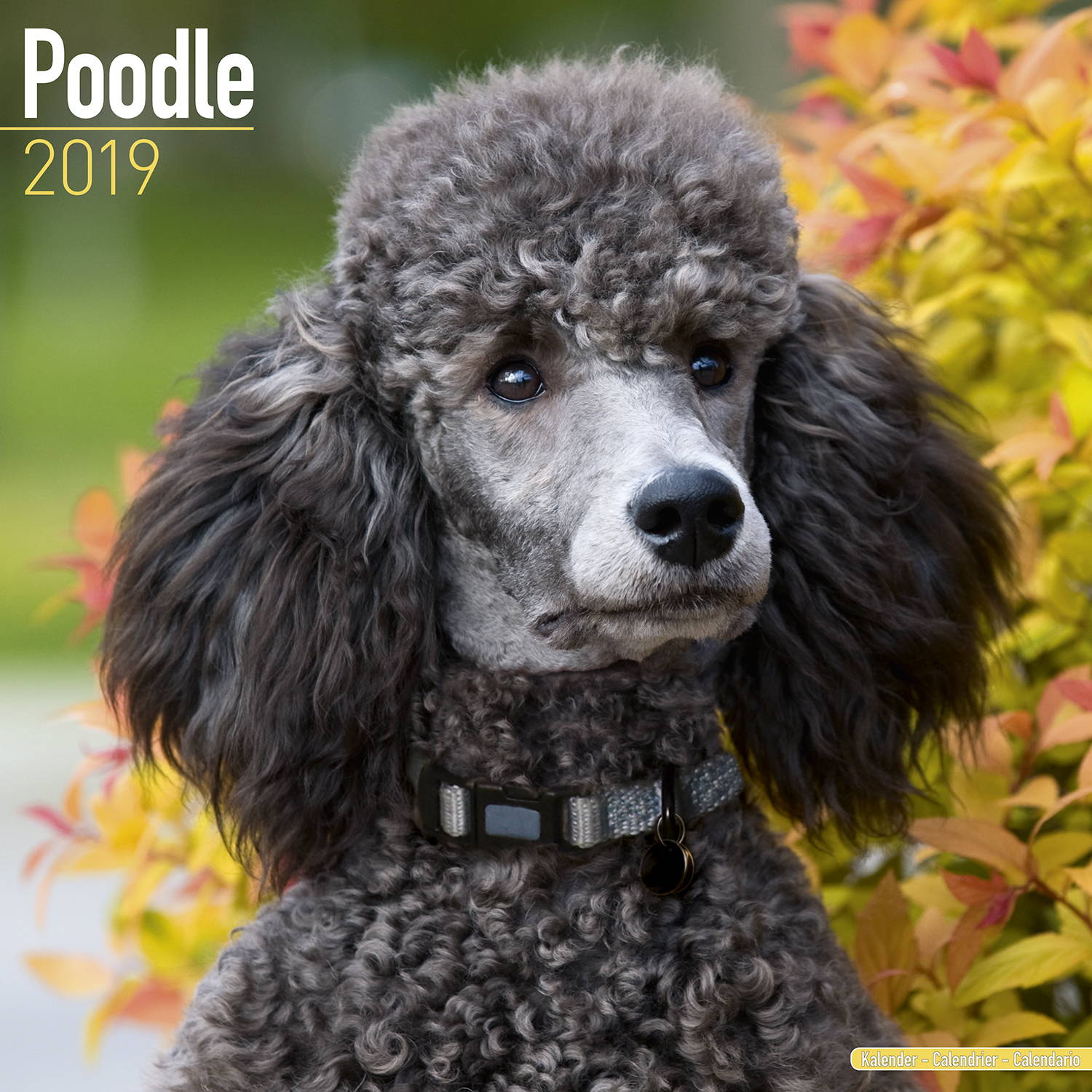 Poodle Calendar, Dog Breed Calendars MegaCalendars