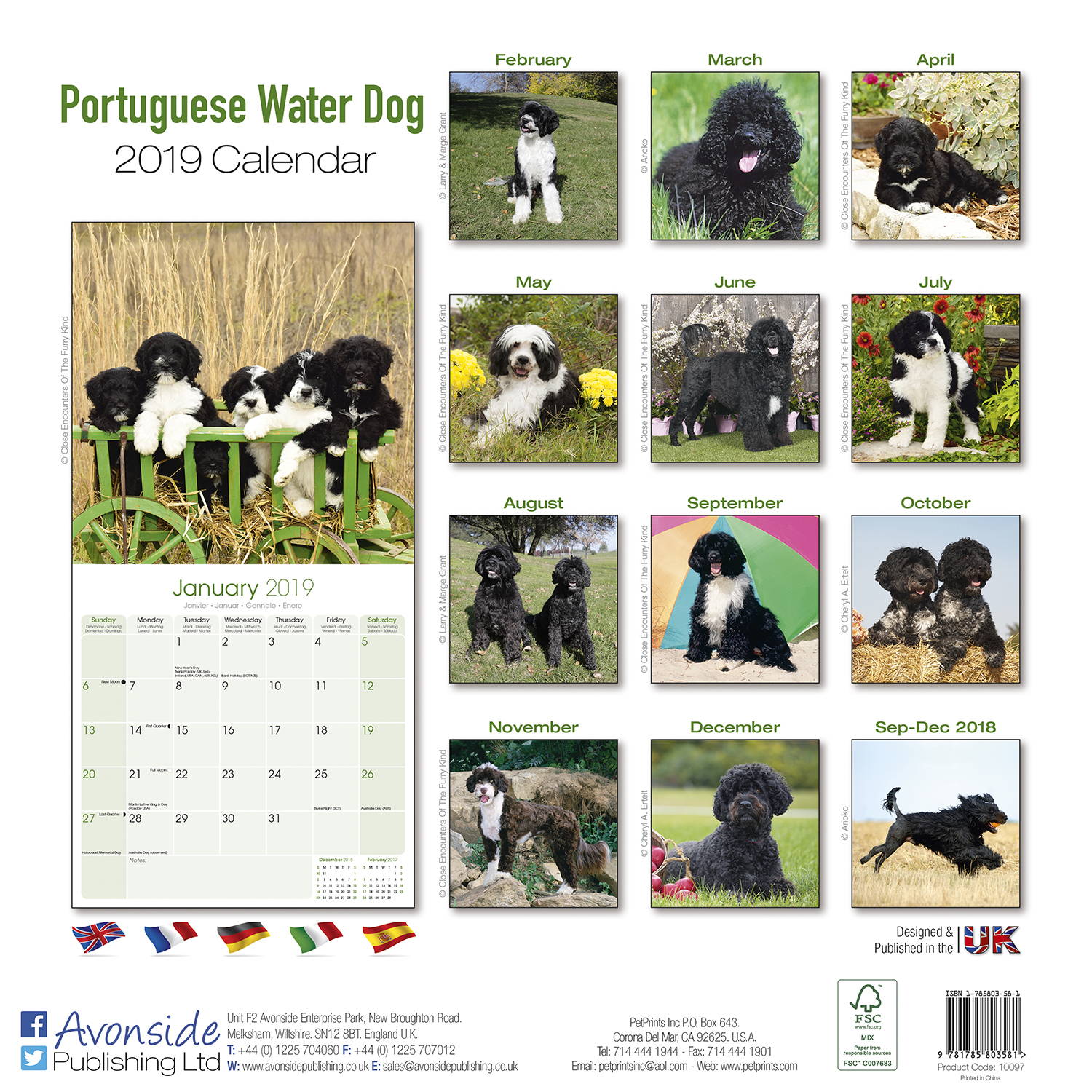 Portuguese Waterdog Calendar, Dog Breed MegaCalendars