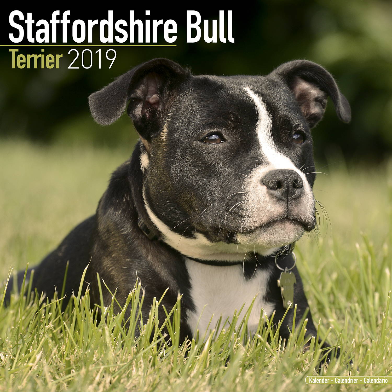 staffordshire-bull-terrier-calendar-dog-breed-megacalendars