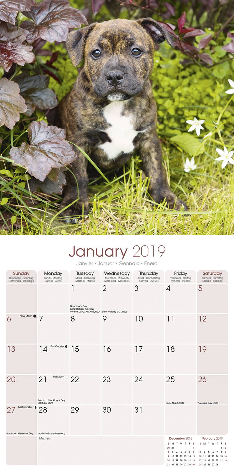 staffordshire-bull-terrier-calendar-dog-breed-megacalendars