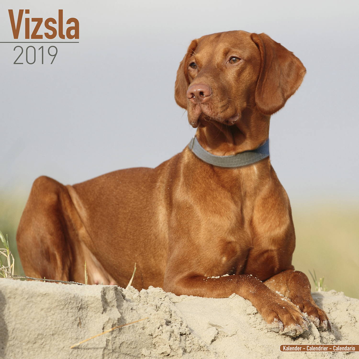 Vizsla Calendar, Dog Breed Calendars | MegaCalendars