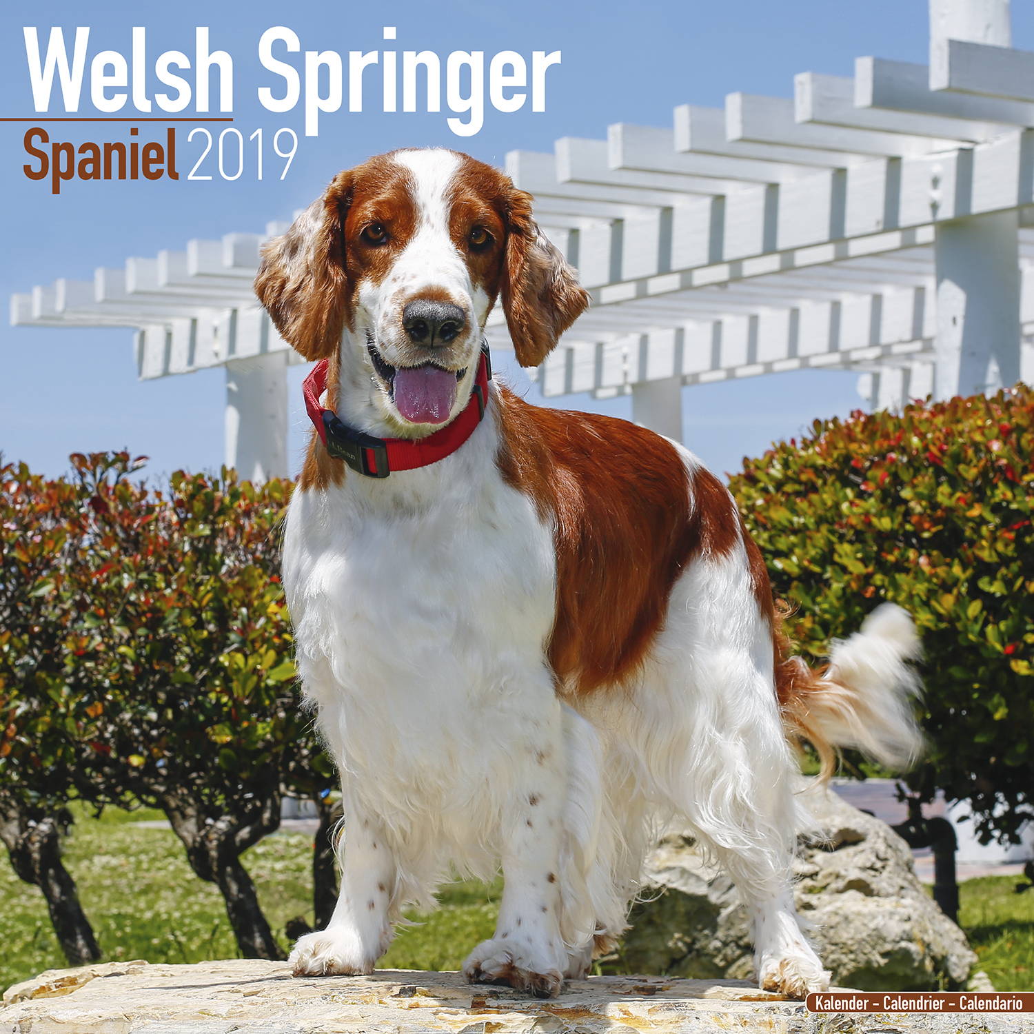 welsh-springer-spaniel-calendar-dog-breed-megacalendars