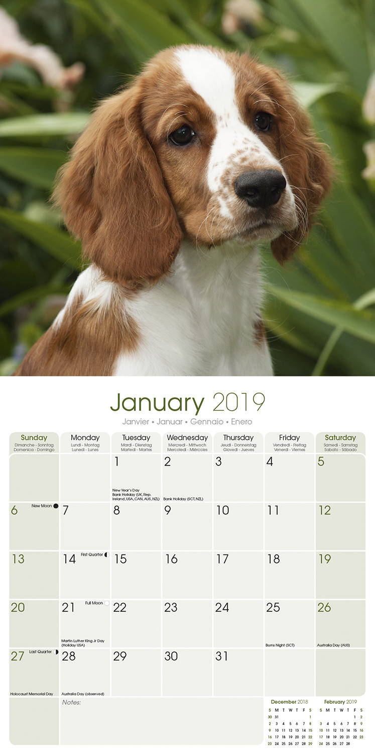 Welsh Springer Spaniel Calendar Dog Breed MegaCalendars