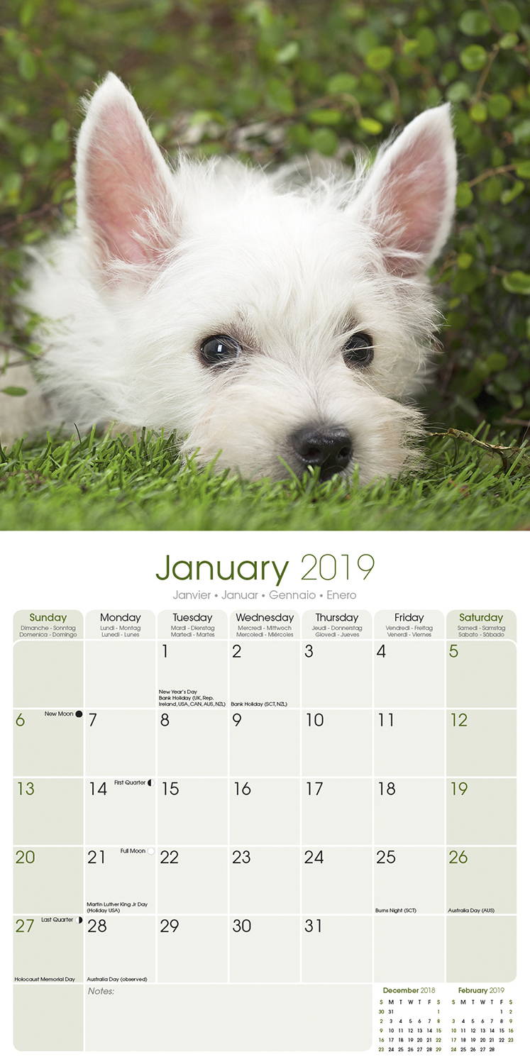 west-highland-terrier-calendar-dog-breed-megacalendars