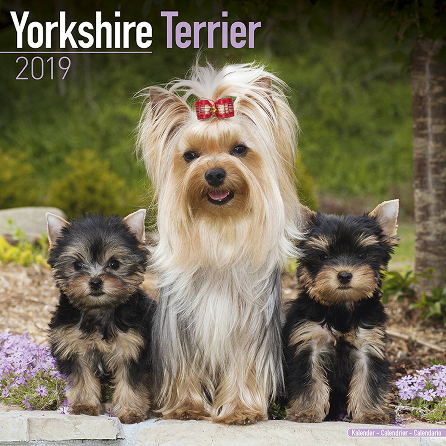 Yorkshire Terrier Calendar, Dog Breed Calendars MegaCalendars